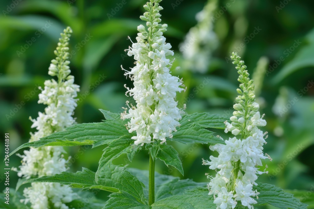 Bull Nettle Macro: Stinging Hairs on White Bloom and Buds of Perennial Herb Bull Nettle Macro: Stinging Hairs on White Bloom and Buds of Perennial Herb