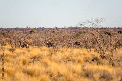 three Orix among thorn bushes in Kalahari green desert countryside, near Hoachanas, Namibia photo