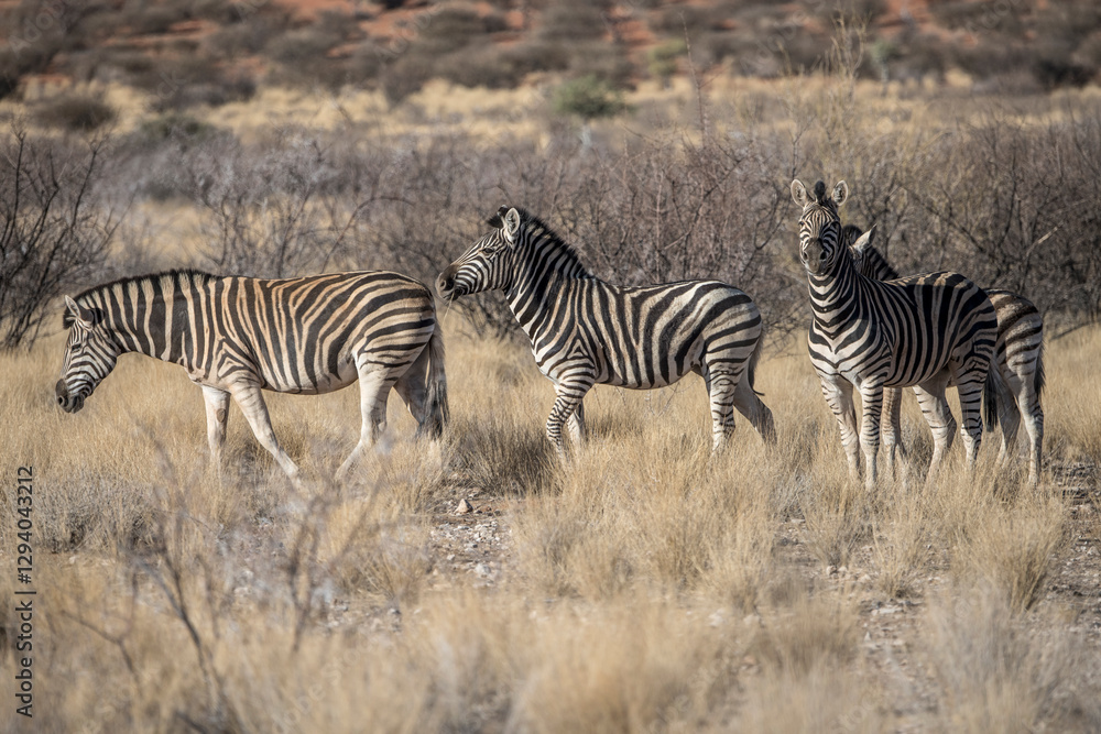 four Zebras in tall grass at Kalahari green desert countryside, near Hoachanas, Namibia four Zebras in tall grass at Kalahari green desert countryside, near Hoachanas, Namibia