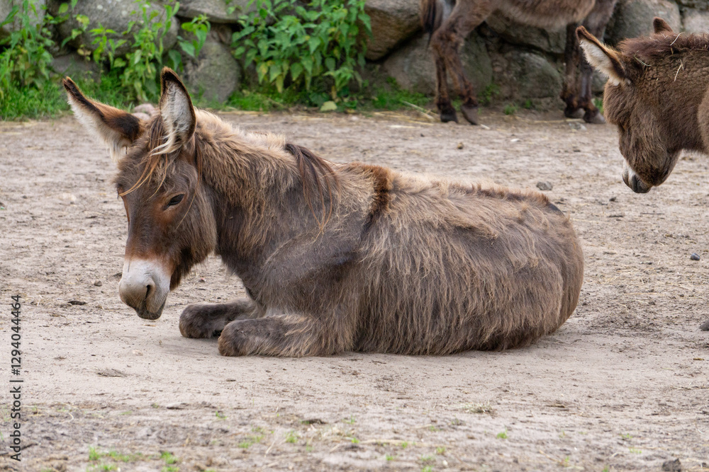 Fototapeta premium animal donkey lying in the pen