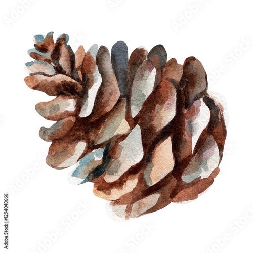 Brown pine cone . Watercolor illustration on a white background. A set of purple flowers with stems. Isolate.