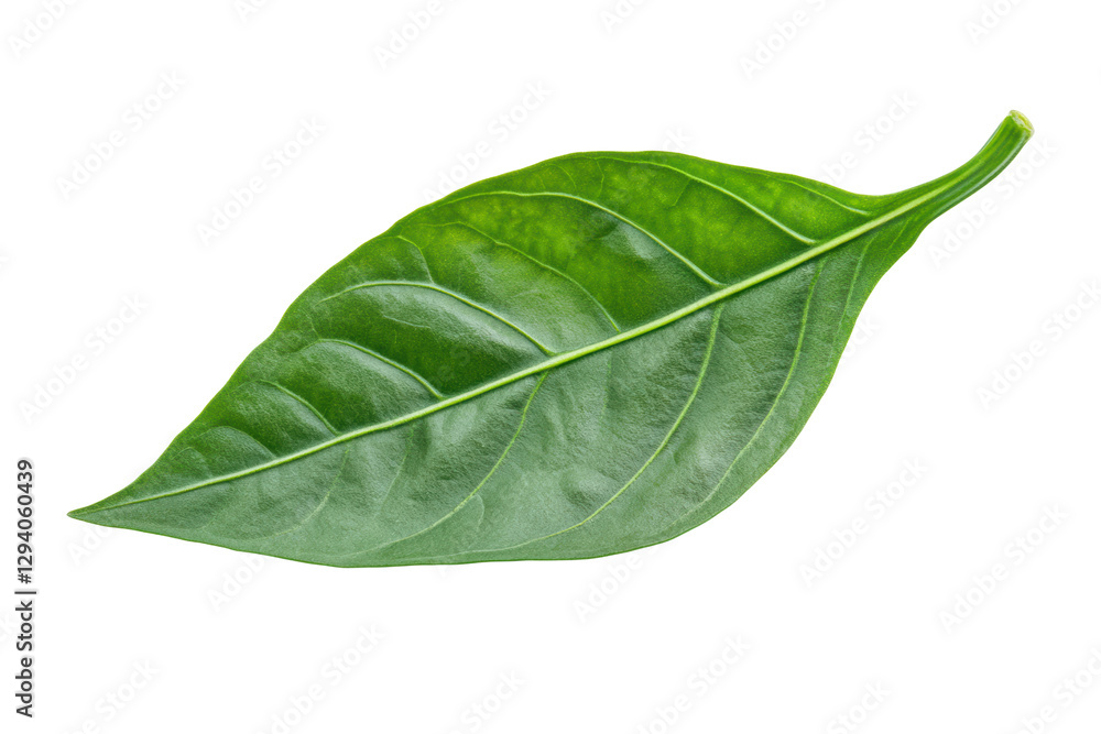 Obraz premium Sweet pepper leaf closeup isolated on transparent or white background, png