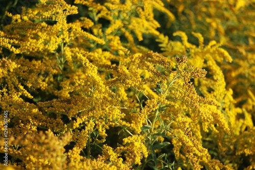Photos Yellow blooming Goldenrod or Canadian goldenrod plants in a nature reserve