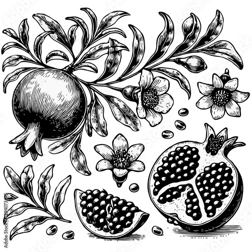 PNG Pomegranate branch with fruits and leaves. Engraved vector illustration. Pomegranate set. Hand drawn vector illustration. Black and white. Ripe with leaves. Botanical Illustration.