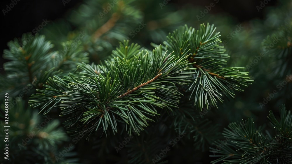 1. Winter Nature Texture with Thick Dark Green Christmas Tree Branches – Xmas Banner Background for Holiday Flyers and Social Media Design 1. Winter Nature Texture with Thick Dark Green Christmas Tree Branches – Xmas Banner Background for Holiday Flyers and Social Media Design