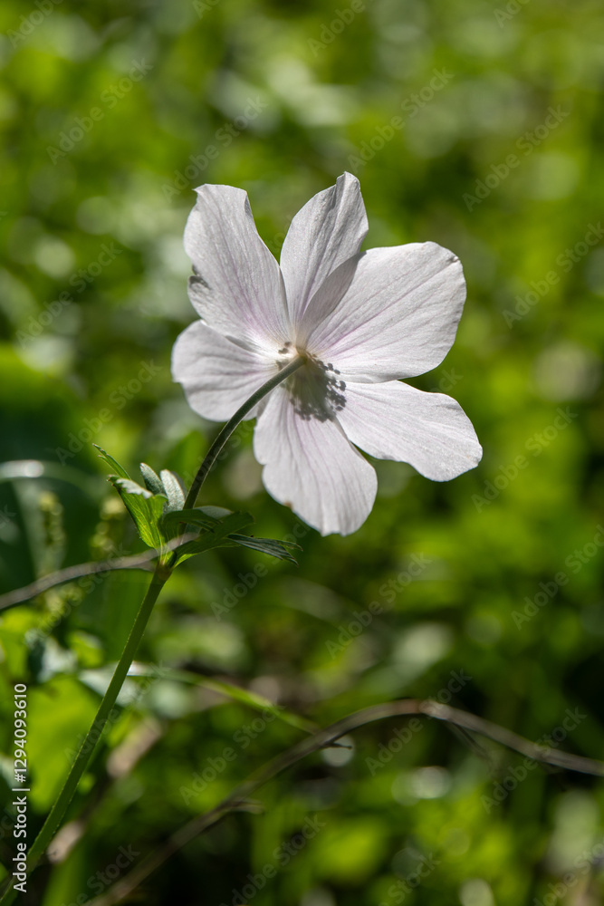 A backlit beautiful wild colorful Anemones growing in wooded areas and open meadows in Israel.
