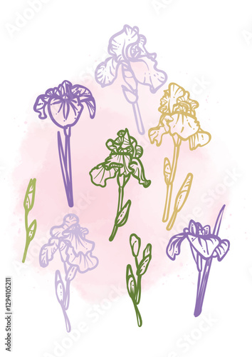 Hand drawn line art irises on stems with leaves. Vector illustrations set of spring flowers. Elegant sketchy doodles of beautiful flowers. Graphic assets for print and online designs.