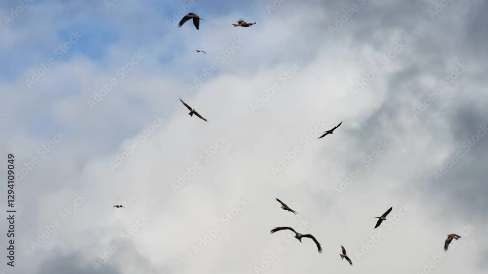 Red Kite (Milvus milvus) Red Kite (Milvus milvus)