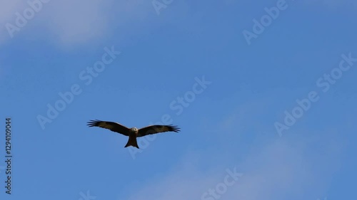 Red Kite (Milvus milvus)