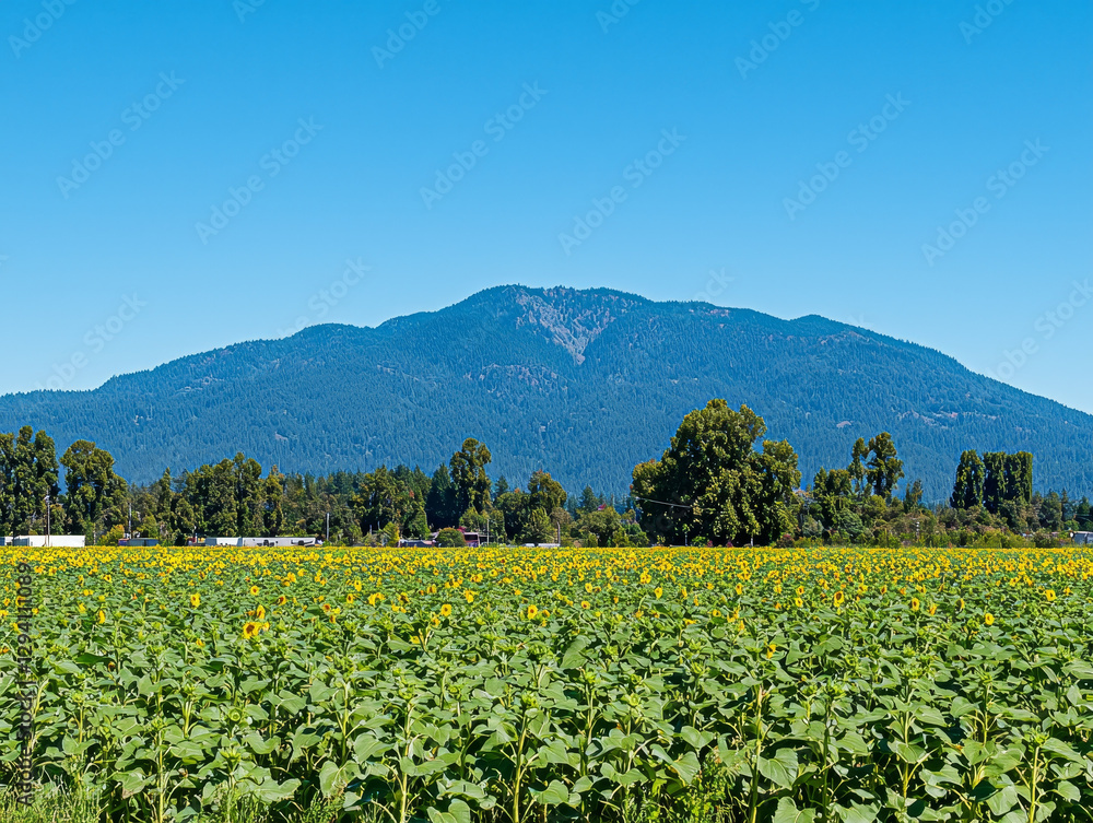 Sunflowers in a field, mountain backdrop, clear blue sky Sunflowers in a field, mountain backdrop, clear blue sky