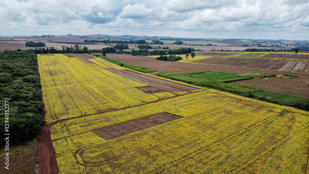 Obraz premium Yellow Brazilian Soy Field in South Brazil