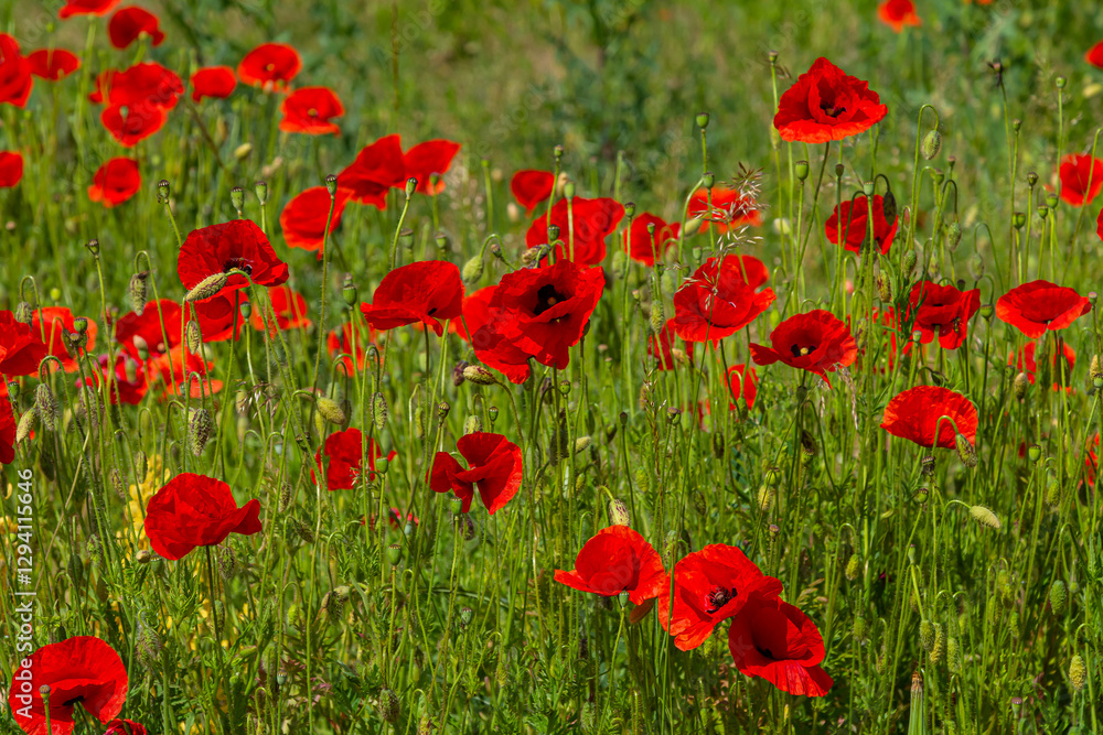 Naklejka premium Papaver rhoeas or common poppy, red poppy is an annual herbaceous flowering plant in the poppy family, Papaveraceae, with red petals