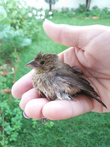 Hand holding a small bird