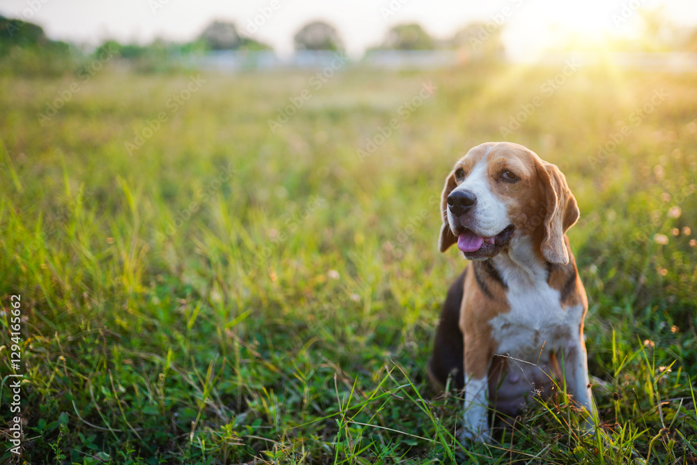 A Cute Beagle Sitting on The Grass Field in a Relaxed Outdoor Setting Covered by Golden Sunlight A Cute Beagle Sitting on The Grass Field in a Relaxed Outdoor Setting Covered by Golden Sunlight