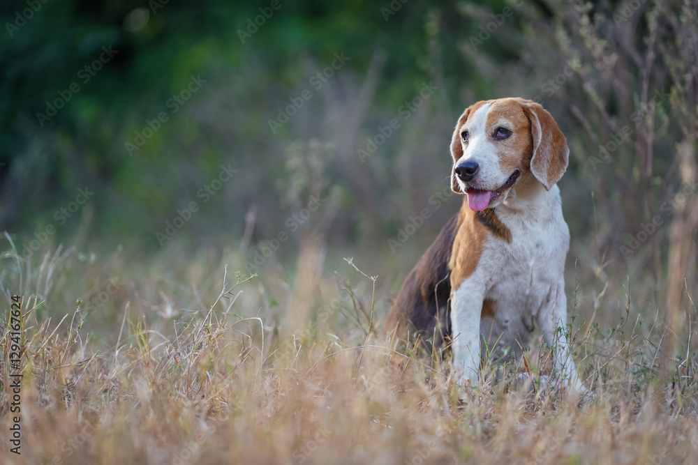 Beagle Dog Sitting in Nature During a Beautiful Summer Day Outdoors Beagle Dog Sitting in Nature During a Beautiful Summer Day Outdoors