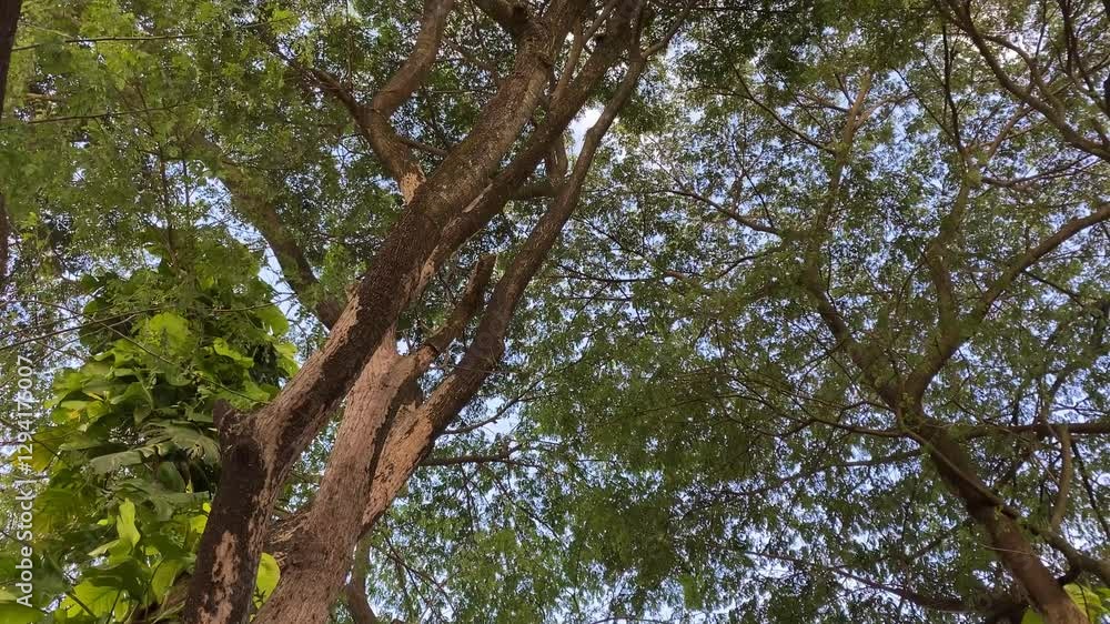 Looking up to the rain tree top (Samanea Saman). Concept for International Day of Forest, World Environment Day Looking up to the rain tree top (Samanea Saman). Concept for International Day of Forest, World Environment Day