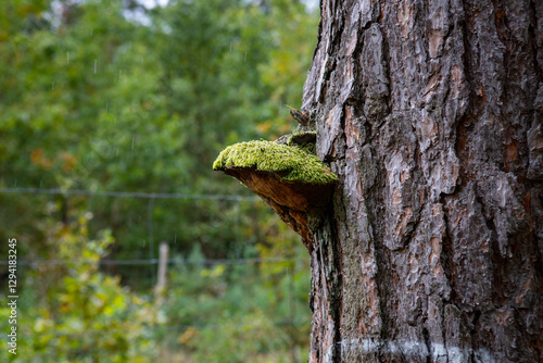 Fototapeta Naklejka Na Ścianę i Meble -  kora drzewa z grzybem, tekstura