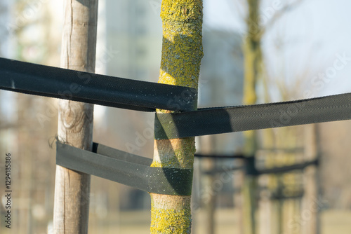 Obraz na plátně Young trees supported by wooden stakes and black straps.