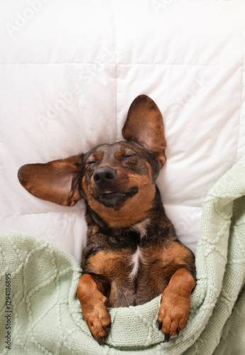 Cute dog dachshund sleeps on his back under a blanket on the bed