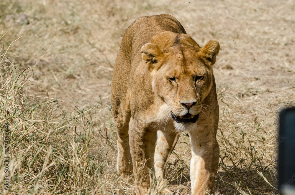 Obraz premium lionne dans le parc Serengeti en Tanzanie