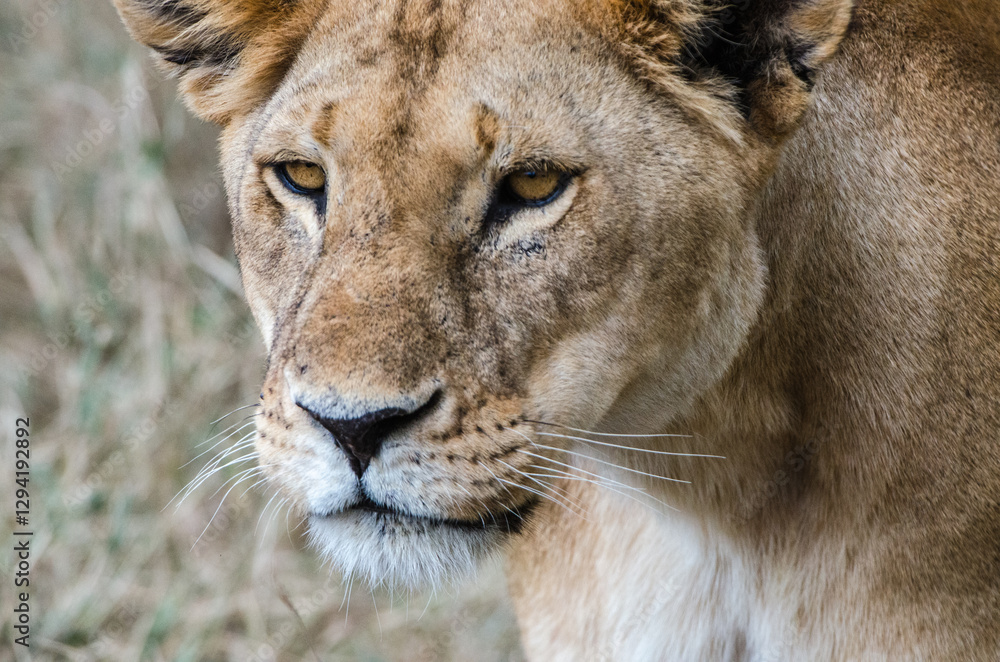 Fototapeta premium lionne dans le parc Serengeti en Tanzanie