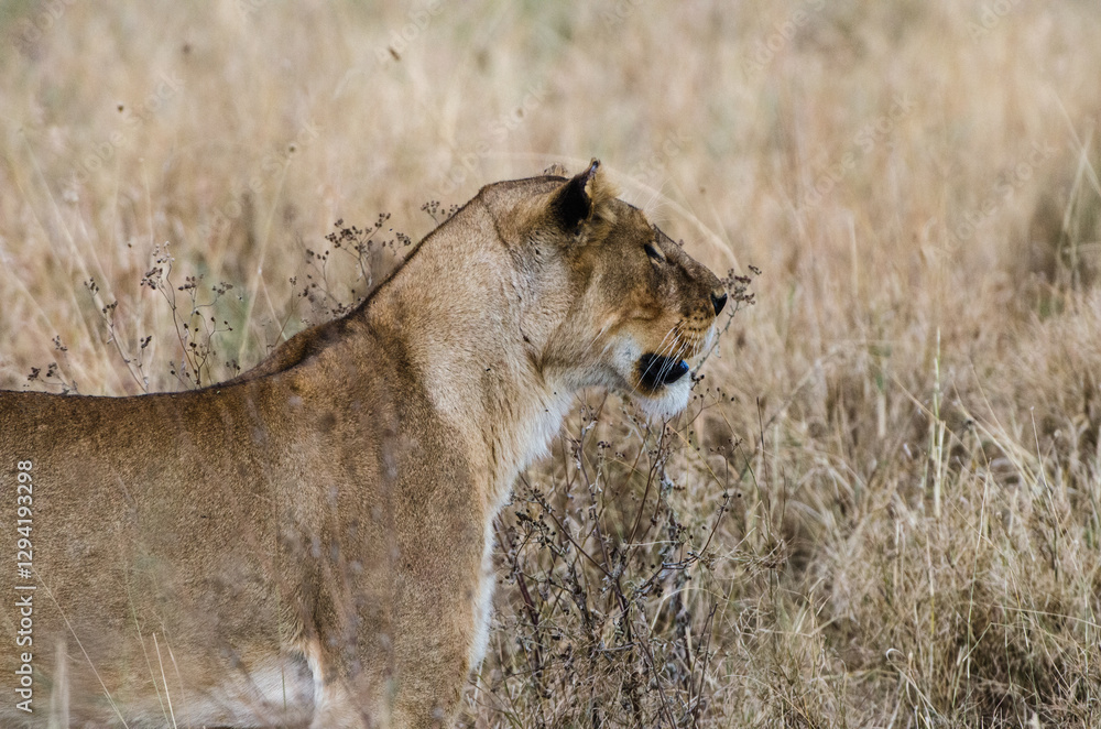 lionne dans le parc Serengeti en Tanzanie lionne dans le parc Serengeti en Tanzanie