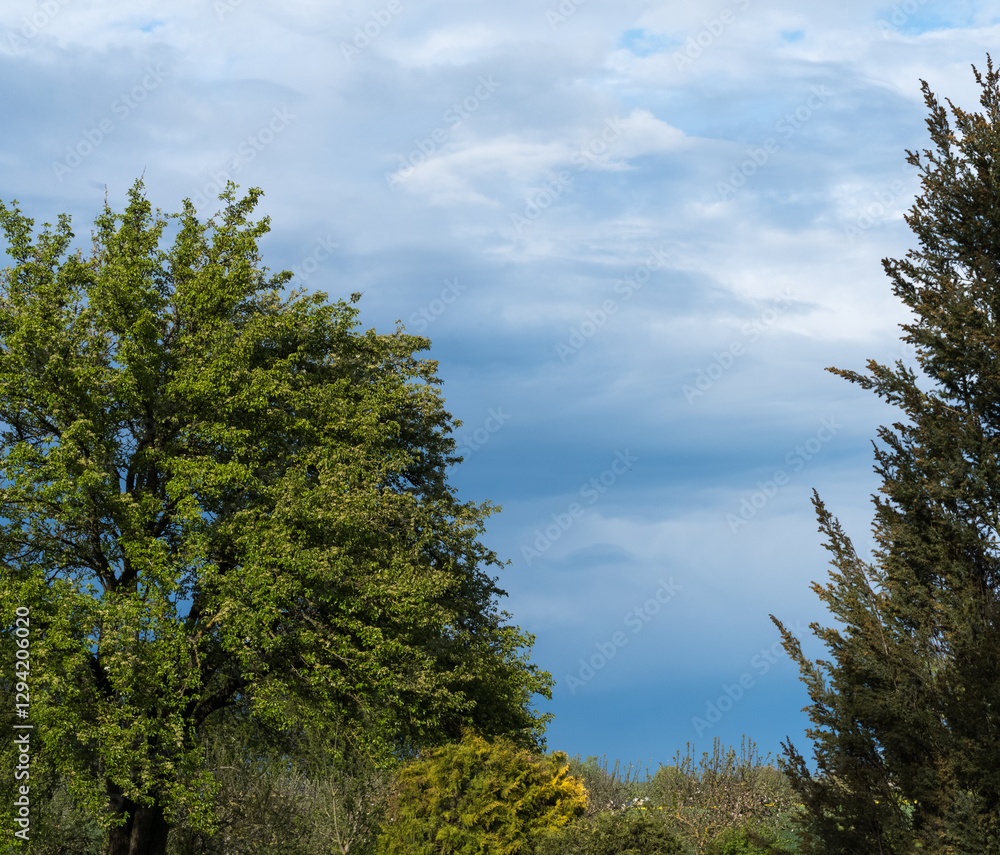 Fototapeta premium Dark blue cloudy sky before a storm, along the right edge are coniferous tree branches and along the left a large pear tree; selective focus.