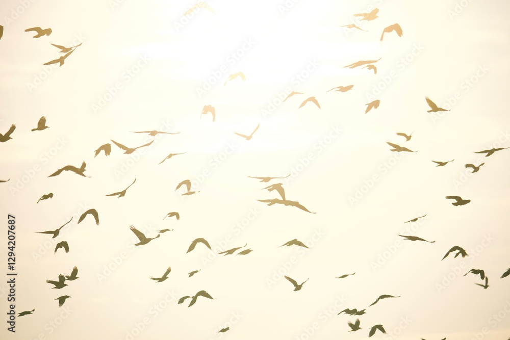 Fototapeta premium stars on black