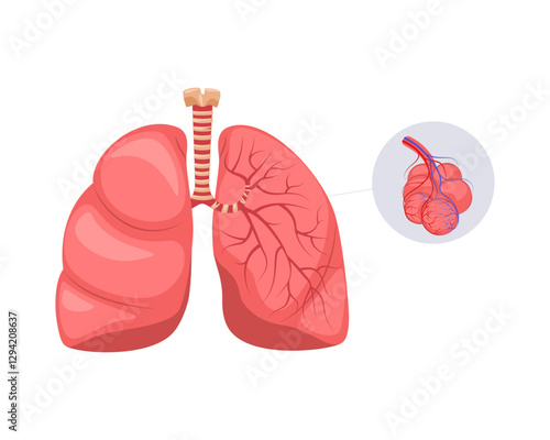 Human respiratory system, lungs, anatomy of internal organs, bronchi and alveoli. Vector illustration