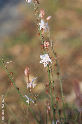flower in the garden . White  flowers in the field.	