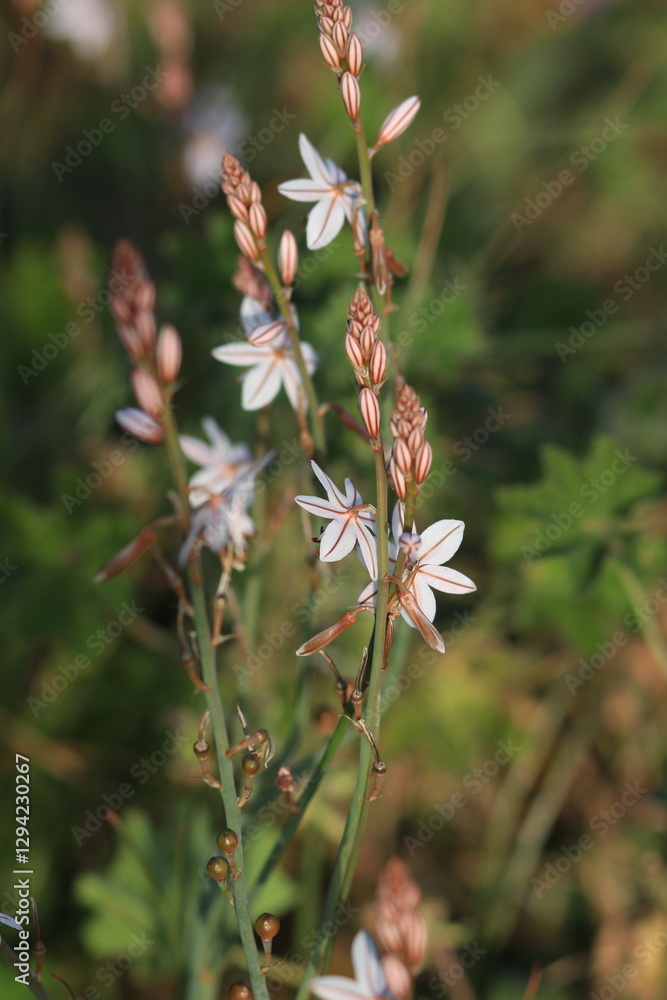flower in the garden . White flowers in the field. flower in the garden . White flowers in the field.
