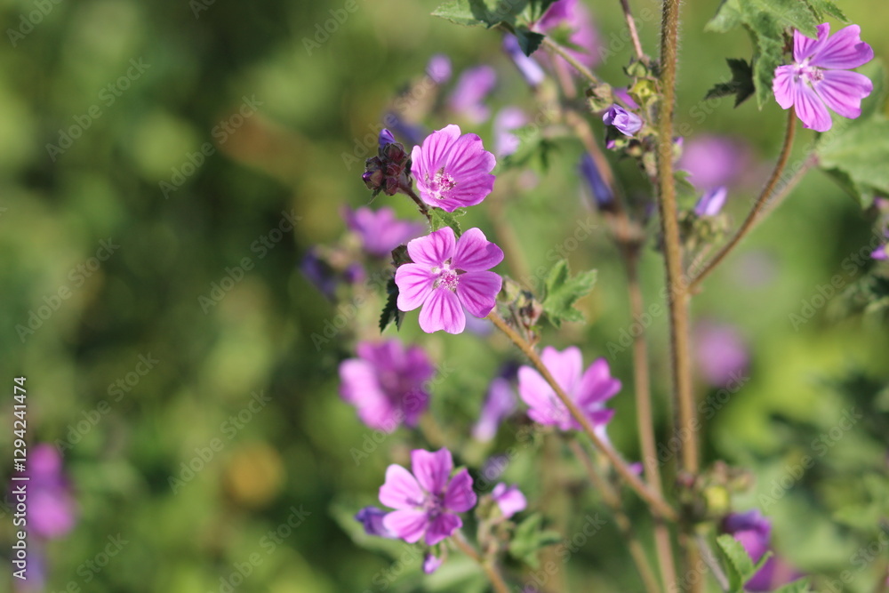 flowers in the garden, purple flowers and green leaves flowers in the garden, purple flowers and green leaves