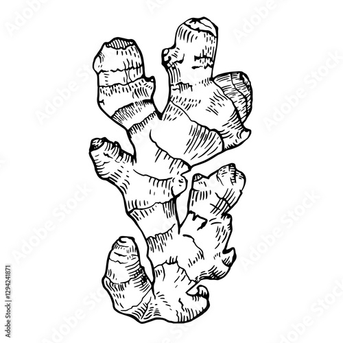 Ginger root on a white background. Vector graphics.