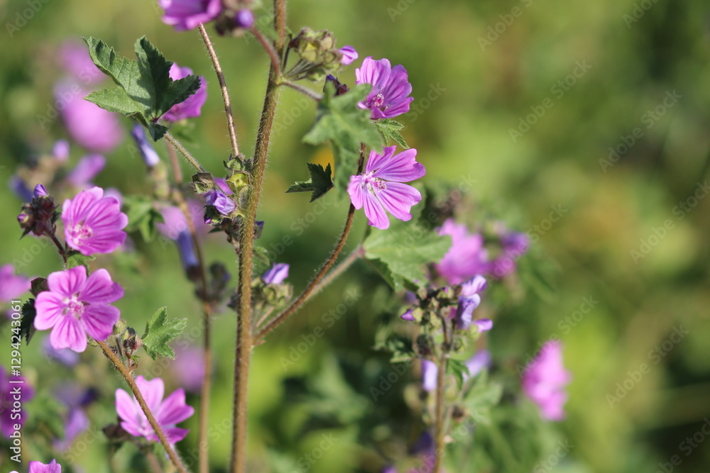 flowers in the garden, purple flowers and green leaves flowers in the garden, purple flowers and green leaves