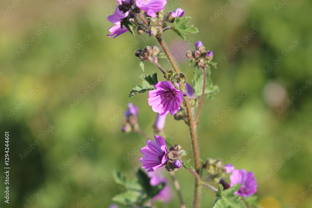 flowers in the garden, purple flowers and green leaves flowers in the garden, purple flowers and green leaves