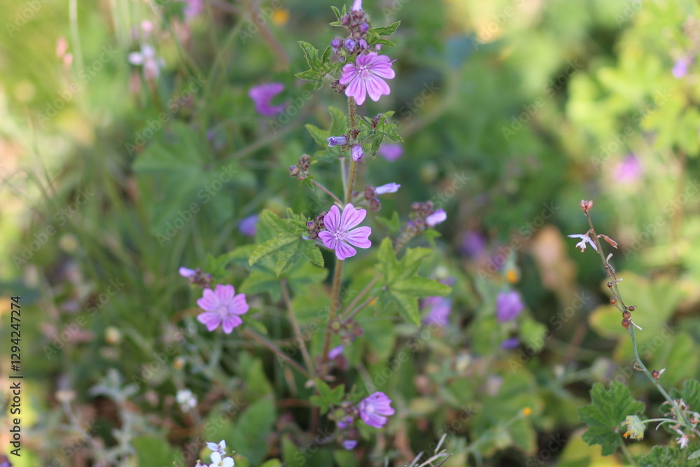 flowers in the garden, purple flowers and green leaves flowers in the garden, purple flowers and green leaves