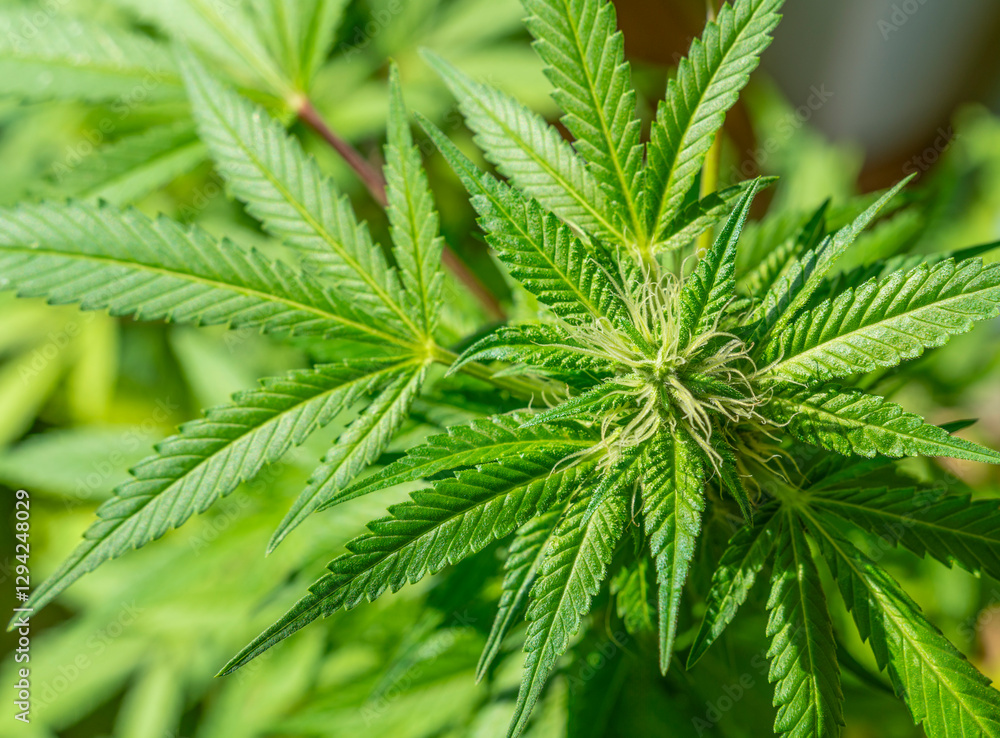 Flowering Cannabis plant Flowering Cannabis plant