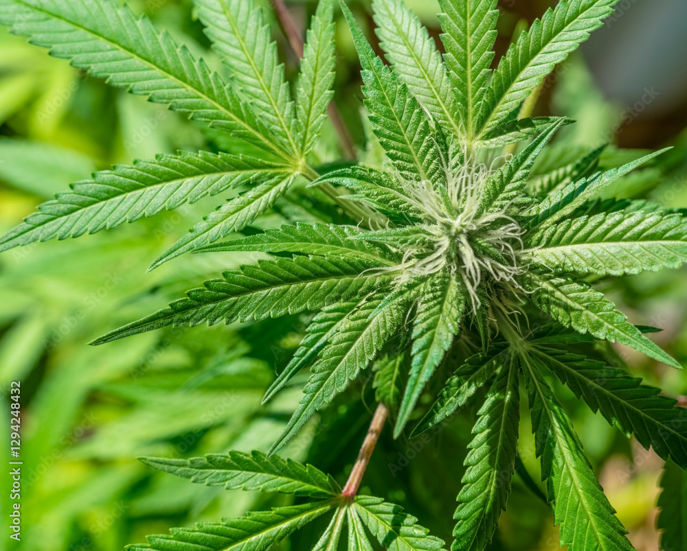 Flowering Cannabis plant Flowering Cannabis plant