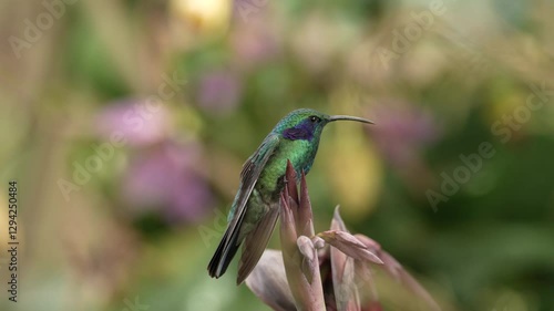 Mexican violetear, Colibri thalassinus, hummingbird with flower in the nature habitat. Wild bird from, Costa Rica. 