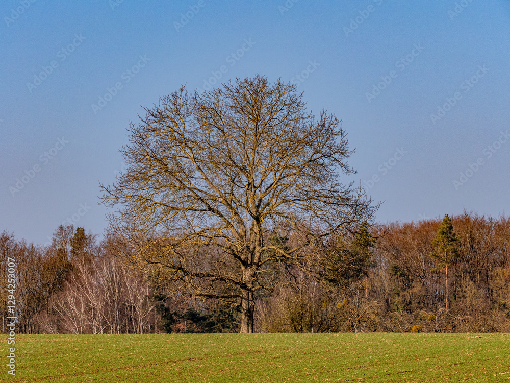Fototapeta premium Kahler Obstbaum im Winter