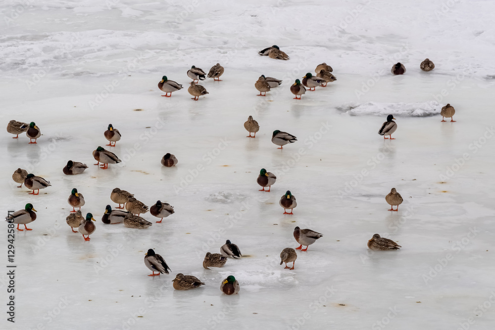 Mallard Ducks On Frozen Sheets Of Ice On Fox River In De Pere, Wisconsin, In February