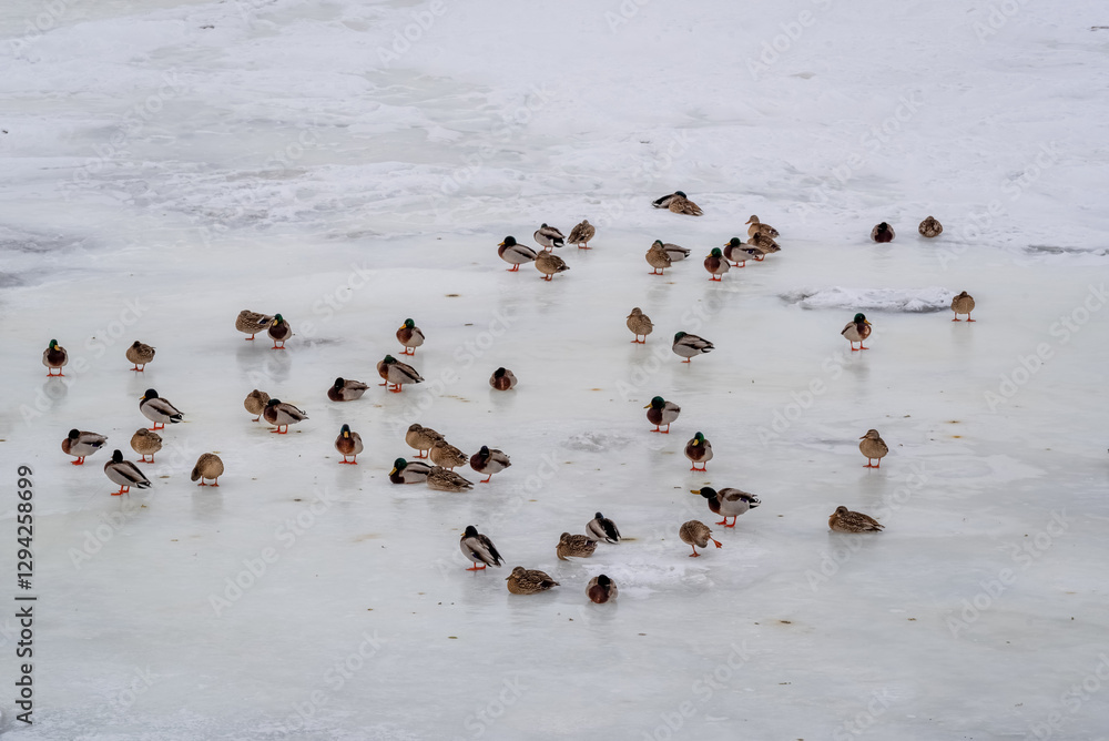 Mallard Ducks On Frozen Sheets Of Ice On Fox River In De Pere, Wisconsin, In February