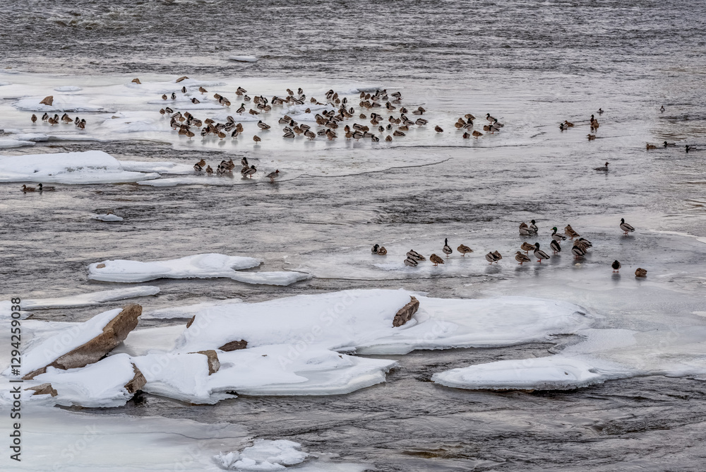 Mallard Ducks On Frozen Sheets Of Ice On Fox River In De Pere, Wisconsin, In February