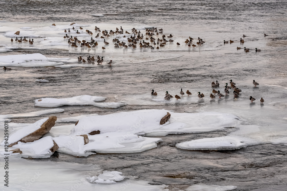 Mallard Ducks On Frozen Sheets Of Ice On Fox River In De Pere, Wisconsin, In February