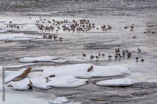 Obraz na płótnie Mallard Ducks On Frozen Sheets Of Ice On Fox River In De Pere, Wisconsin, In February w salonie