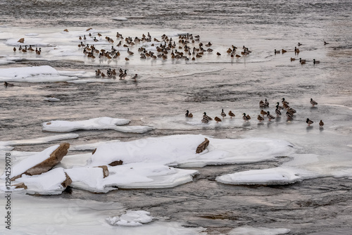 Obraz na płótnie Mallard Ducks On Frozen Sheets Of Ice On Fox River In De Pere, Wisconsin, In February w salonie