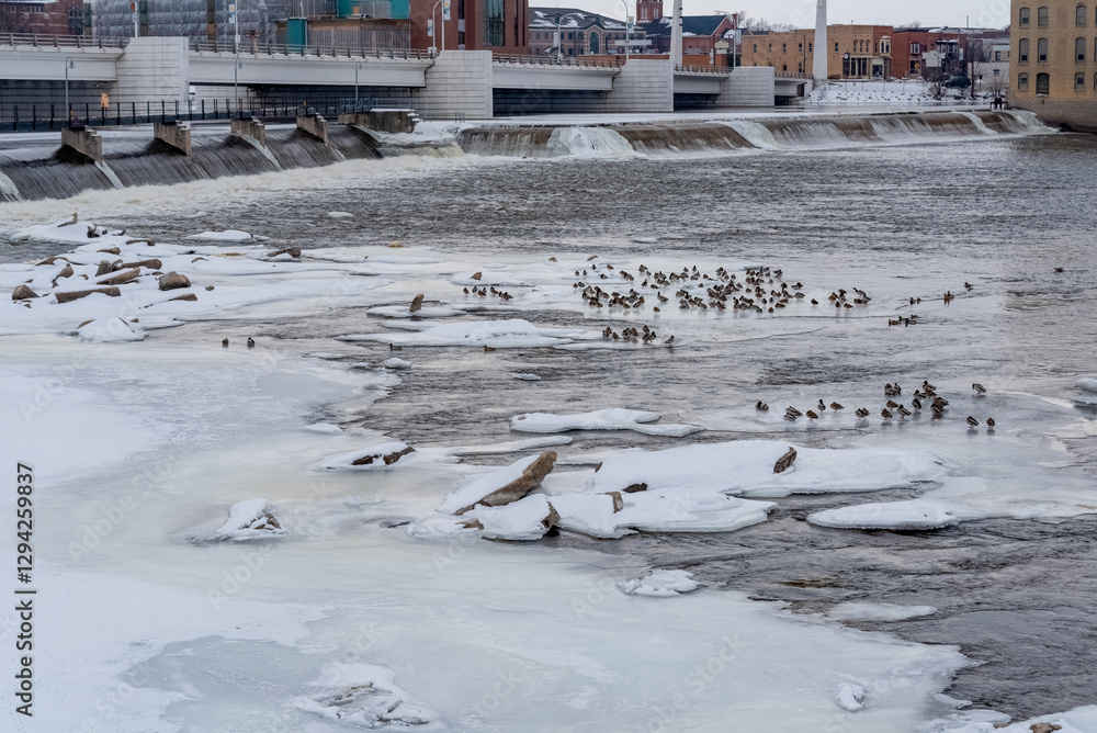 Mallard Ducks On Frozen Sheets Of Ice Near The Dam And Rapids On Fox River In De Pere, Wisconsin, In February