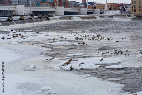 Obraz na płótnie Mallard Ducks On Frozen Sheets Of Ice Near The Dam And Rapids On Fox River In De Pere, Wisconsin, In February w salonie