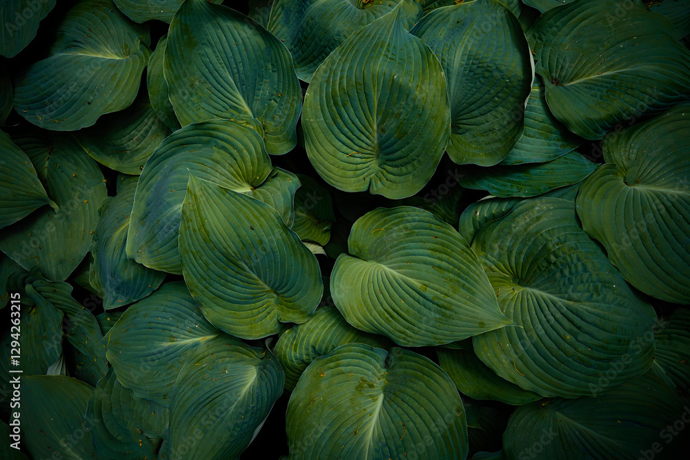 Obraz premium close up of a green plant leaf