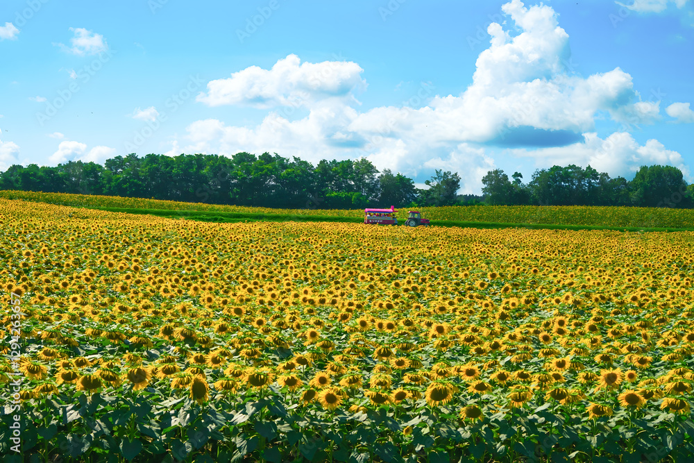 Fototapeta premium A bouquet of flowers in blossom during the season in Tokyo.